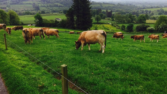 Research update: How has timed AI fared on suckler cows?