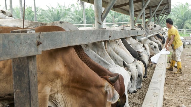 Mercosur deal shows 'massive contradictions in EU policy'