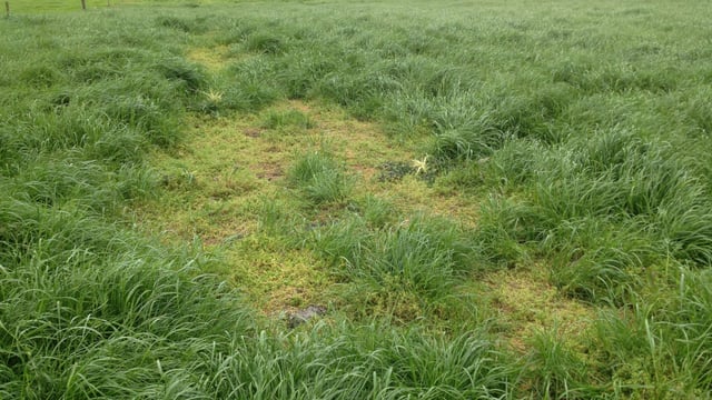 'Chickweed can completely smother out grass if not controlled in time'
