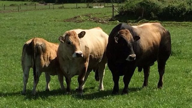 Experience first hand what Aubrac genetics can do for the beef herd