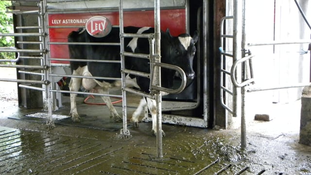 Pics and video: Using milking robots to bridge the gap between two farms