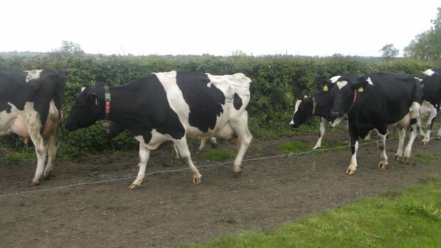 Expanded dairy herd drives cow slaughterings