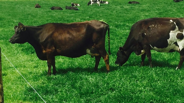Lessons learned from once-a-day milking in Co. Tipperary