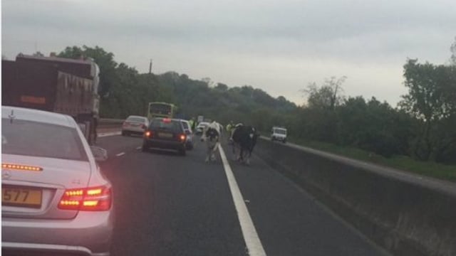 Moo-ve it: Three cows cause traffic chaos on the M1