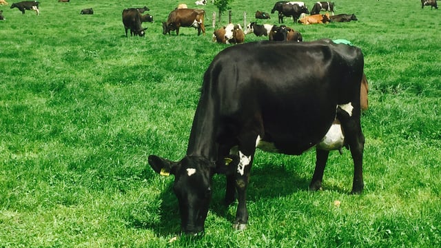 Crossbred dairy cows drive up profit by €162/lactation