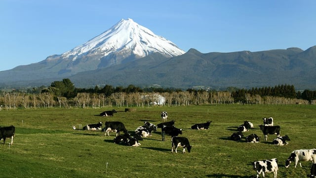 New Zealand farm assistants wanted plus other agri-jobs
