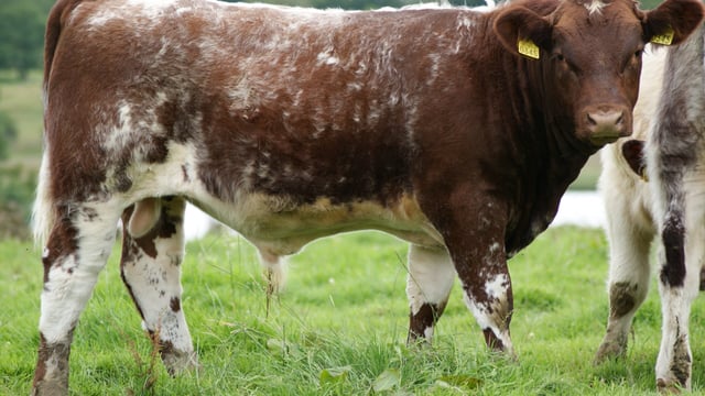 ICBF Gene Ireland bulls 'to tackle falling maternal traits in the suckler herd'