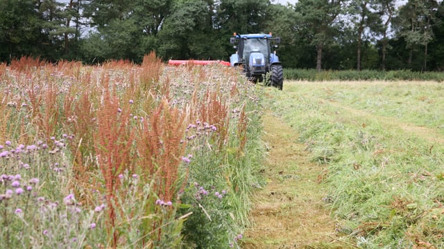 Rat's-tail fescue - another grass weed we don’t need