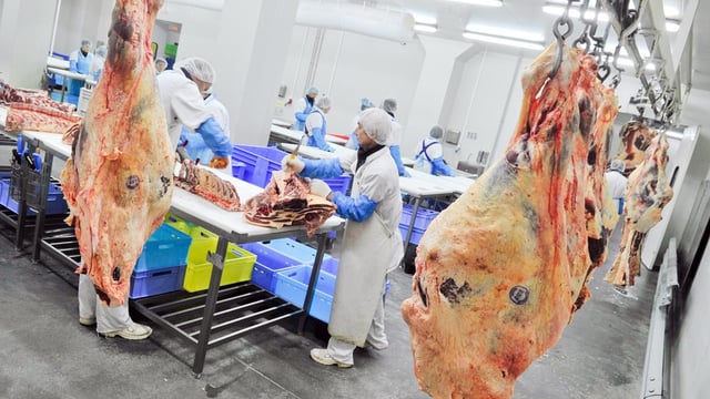 Sole trader meat plant workers a 'growing phenomenon'