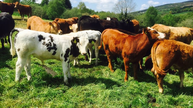 'Ireland could supply up to 100,000 cattle to Turkey - annually'