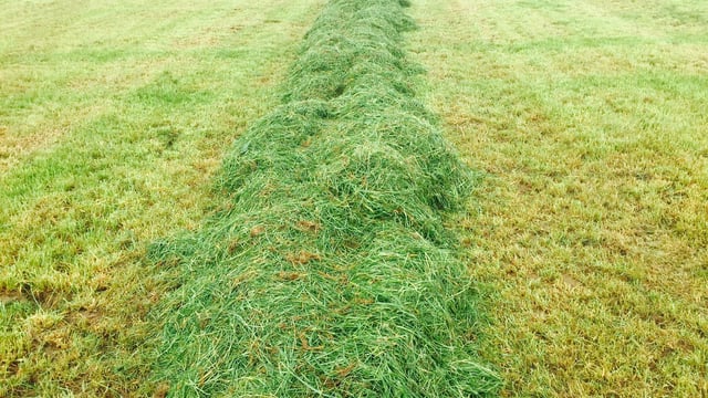 Grass growth moving into surplus territory