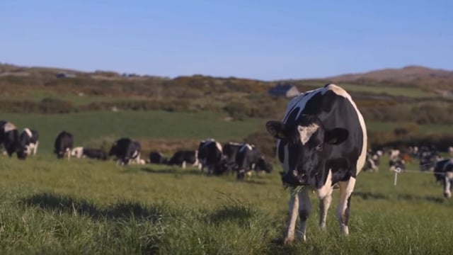 Dairy farmers to stage protest in Brussels later this month