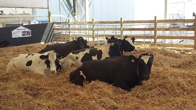 Lely's live robotic milking display returns to the Balmoral Show