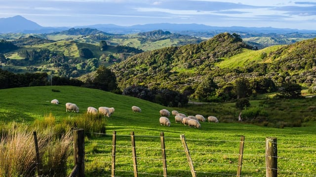 Exports of New Zealand lamb to the US continue to grow
