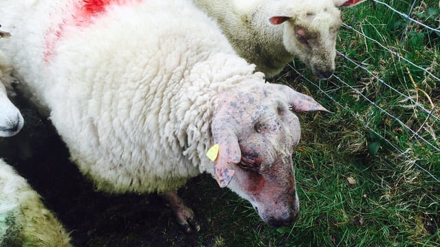 Little movement in lamb price as factories expect stronger supplies this week