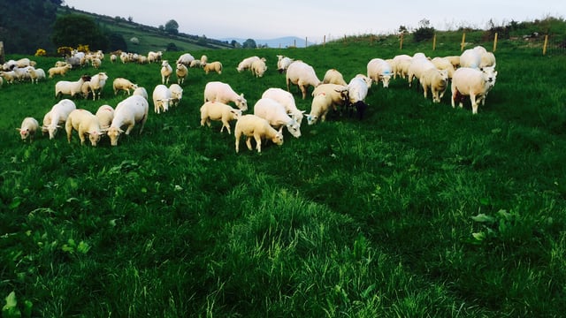 'Marauding dogs can inflict horrendous damage on a sheep flock'
