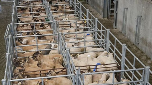 Steady trade for store hoggets as ewes with lambs at foot sell for over €200