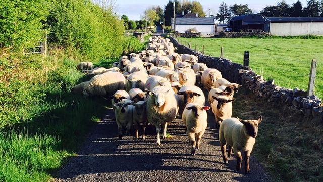 New sheep scheme set to be worth €10/ewe