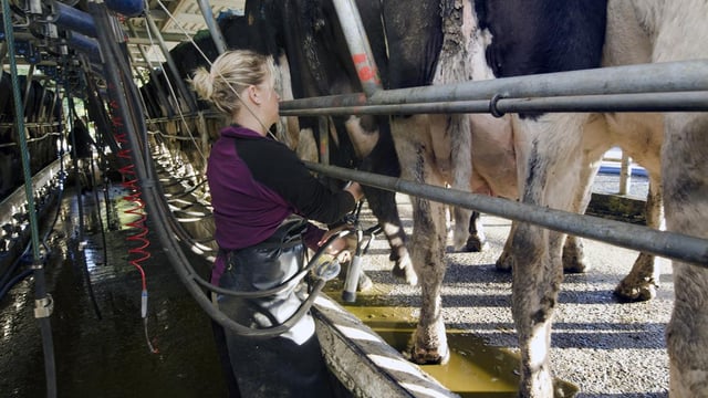 'Flawed' dairy report 'doesn't include cost of farmer labour or land'