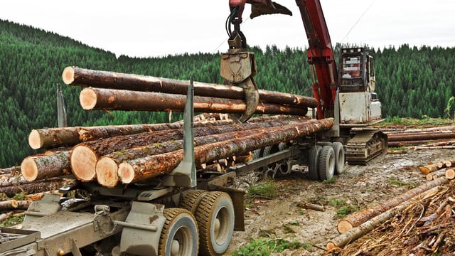Applications to plant 17,000ac of forestry received in last 8 months