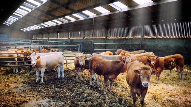 UK beef trade continues to rise