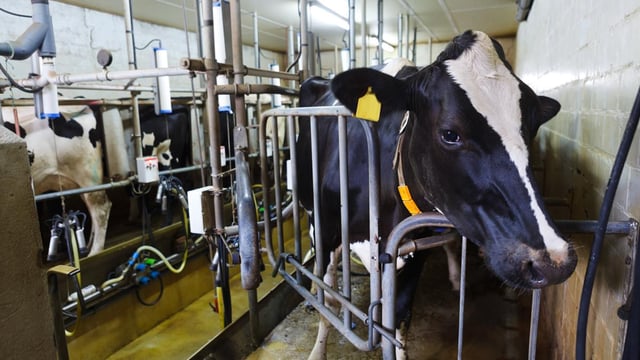 Aurivo reveals May milk price