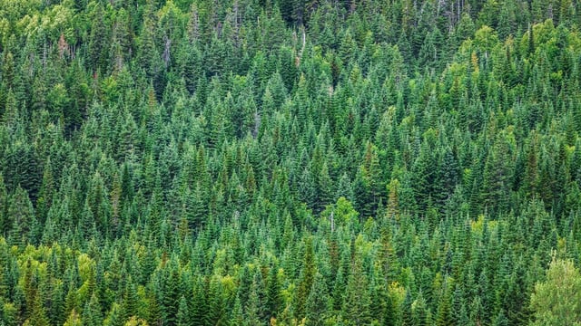 'Government policy makes it easier to plant trees than build a home'