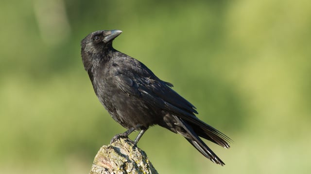 Crows destroy 30ac of oats, wild bird cover crops to blame says farmer
