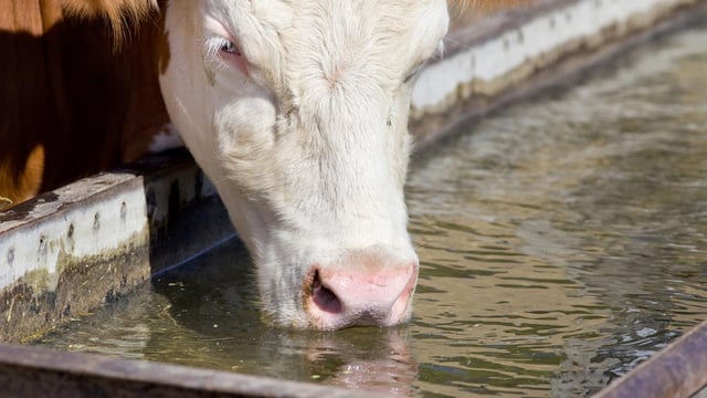 Are your drinking troughs big enough for your herd size?