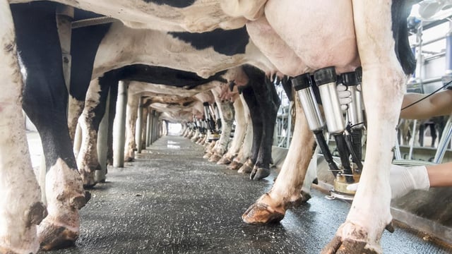 Aurivo holds March milk price, following 8 months of consecutive increases