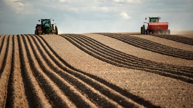 Significant area of potatoes yet to be planted