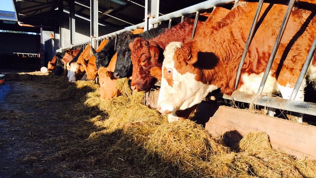Livestock farmers: 'Everyone's in limbo'