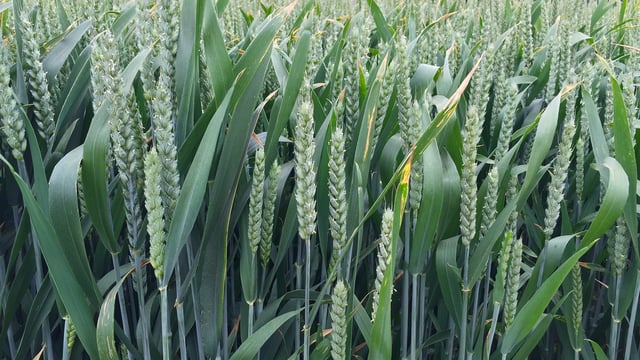 Wheat production to again outstrip use as dairy prices set to remain weak