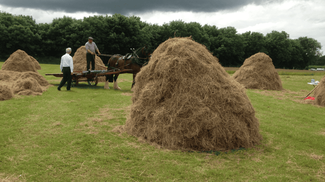 Traditional haymaking takes centre stage at Trim Haymaking Festival