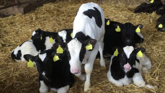 Dairy expansion drives calf births up by 46,000 in first five months of 2016