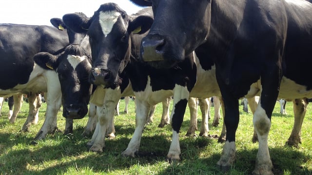 Pics & Video: National Dairy Council Milk Quality Award winning dairy farm