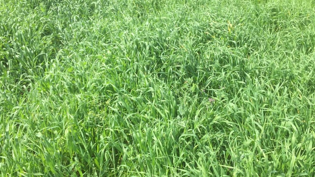 Brome grass becoming a 'major grassland weed problem' on tillage farms