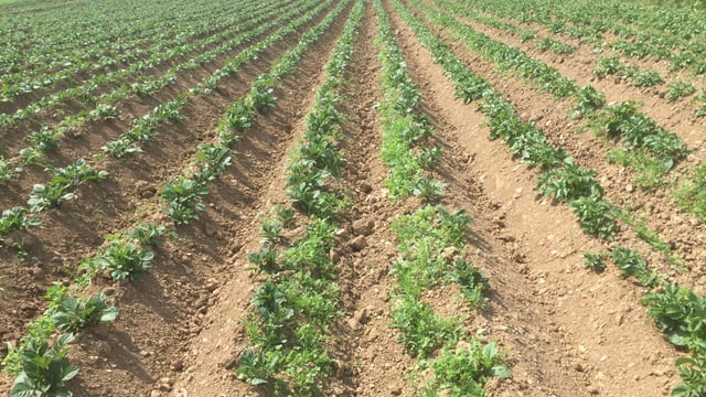 New disease-free potato is resistant to blight