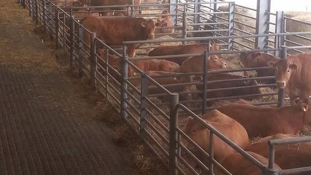 Limousin weanling heifers sell to a top price of €8,800 at dispersal sale