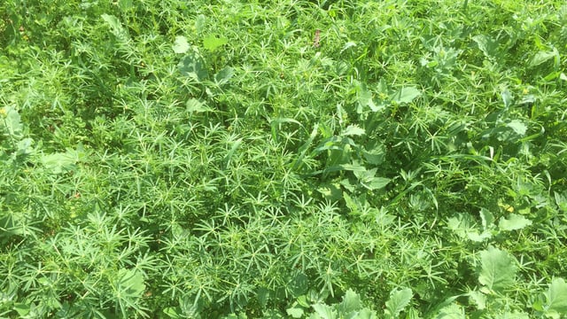 Making the switch to organic tillage - 'It wasn't all about money'