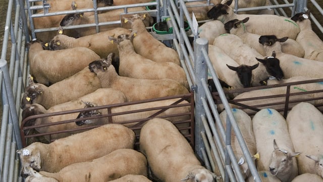 Sheep trade: Little change in spring lamb quotes