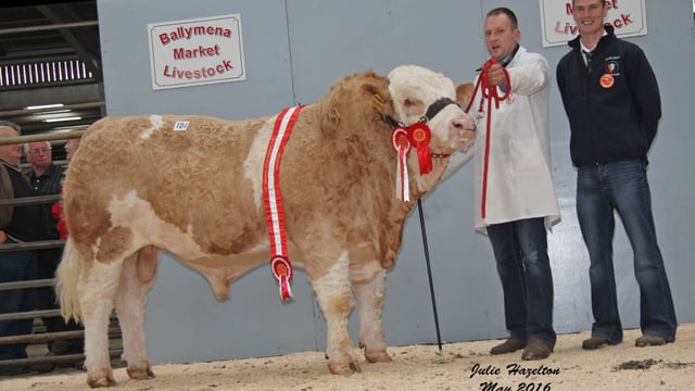 Simmental bulls reach £3,150 at Northern Ireland club sale