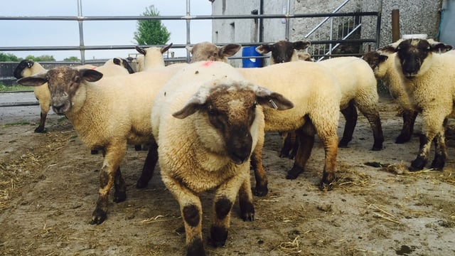 No movement in hogget prices as supplies continue to tighten