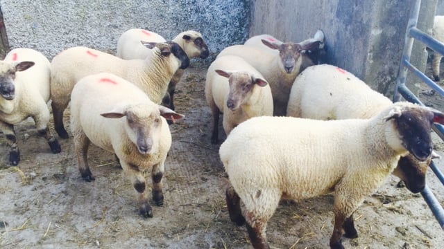 Northern Irish sheep an increased presence in southern plants