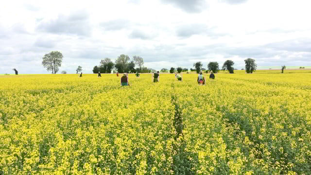 Ever wonder how your certified seed is free from weeds?