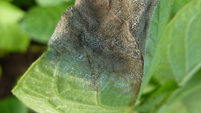 Opinion: Potato blight awareness campaign is a priority