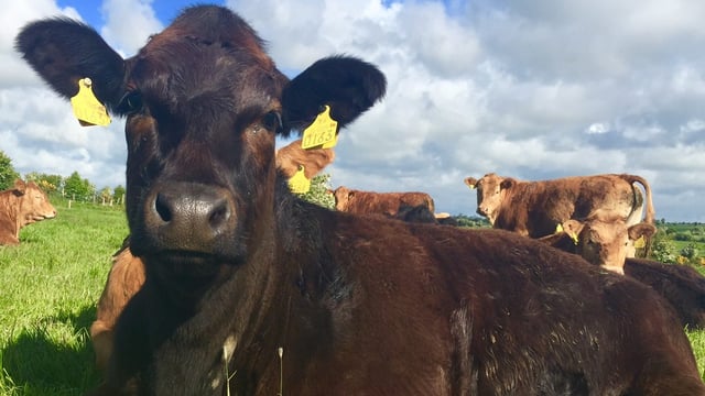 'Road map' for Irish beef sector to be put forward today