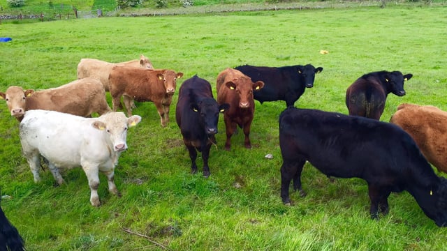 Further contracts to ship Irish cattle to Turkey expected