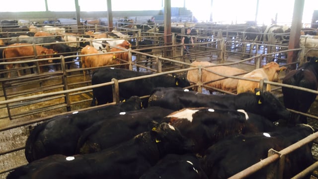 Cattle marts: Galway races fail to dampen the cattle trade