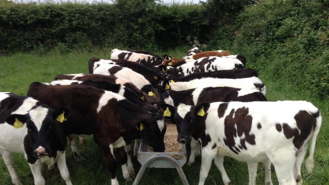 Managing dairy-beef &amp; replacement heifer calves at grass turnout